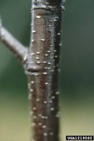 Attēlu rezultāti vaicājumam “Alnus incana bud”