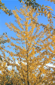 Attēlu rezultāti vaicājumam “Populus x berolinensis leaf”