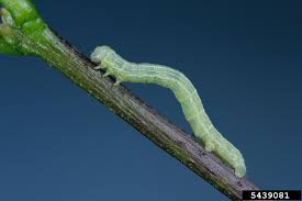 Attēlu rezultāti vaicājumam “Canephora hirsuta larva”