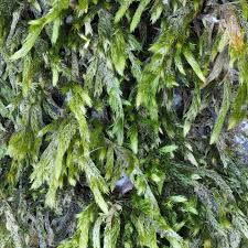 Attēlu rezultāti vaicājumam “Brachythecium salebrosum sporophyte”