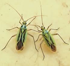 Attēlu rezultāti vaicājumam “Stenotus binotatus female”