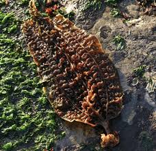 Attēlu rezultāti vaicājumam “Cribraria costata spores”