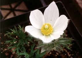 Attēlu rezultāti vaicājumam “Pulsatilla patens”