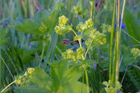 Attēlu rezultāti vaicājumam “Alchemilla vulgaris aggr. flower”