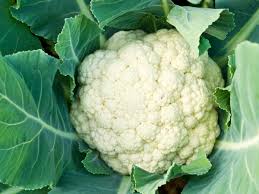 Image result for Blumenkohl