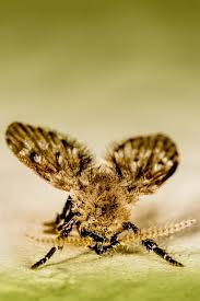 Attēlu rezultāti vaicājumam “Psychodidae”