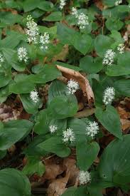 Attēlu rezultāti vaicājumam “Maianthemum bifolium leaf”
