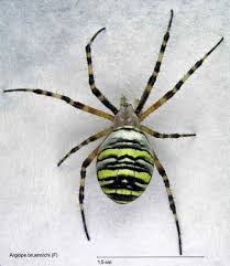 Attēlu rezultāti vaicājumam “Argiope bruennichi”