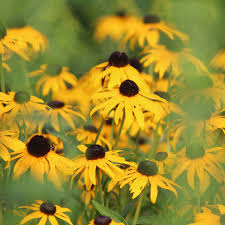 Image result for Rudbeckia fulgida