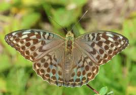 Attēlu rezultāti vaicājumam “Argynnis paphia female”