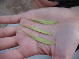 Attēlu rezultāti vaicājumam “Fraxinus pennsylvanica fruit”