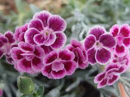 Image result for Nelke