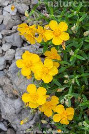 Attēlu rezultāti vaicājumam “Helianthemum nummularium”