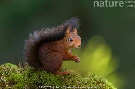 Attēlu rezultāti vaicājumam “Sciurus vulgaris”