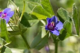 Attēlu rezultāti vaicājumam “Anagallis arvensis leaf”