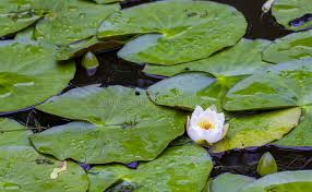 Attēlu rezultāti vaicājumam “Nymphaea alba leaf”