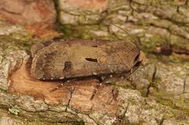 Attēlu rezultāti vaicājumam “Agrotis exclamationis”