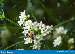 Attēlu rezultāti vaicājumam “Paracorymbia maculicornis imago”