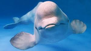 Image result for Delphinapterus leucas