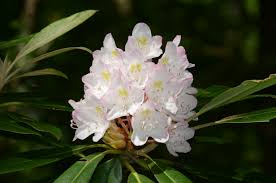 Attēlu rezultāti vaicājumam “rhododendron”
