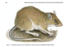 Attēlu rezultāti vaicājumam “Muridae”