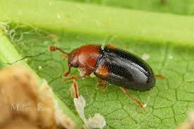 Attēlu rezultāti vaicājumam “Dacne bipustulata”