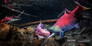 Image result for Oncorhynchus nerka