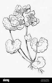 Attēlu rezultāti vaicājumam “Chrysosplenium alternifolium fruit”