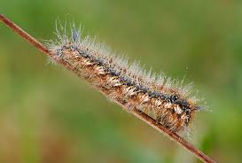 Attēlu rezultāti vaicājumam “Acronicta megacephala larva”