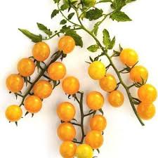 Afbeeldingsresultaat voor broad ripple yellow currant tomato