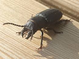 Attēlu rezultāti vaicājumam “Spondylis buprestoides”