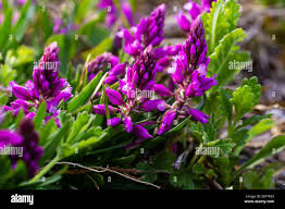 Attēlu rezultāti vaicājumam “Polygalaceae”