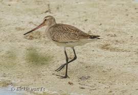 Image result for Limosa haemastica
