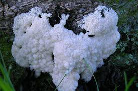 Attēlu rezultāti vaicājumam “Symphytocarpus sp.”