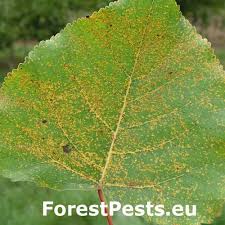 Attēlu rezultāti vaicājumam “Melampsora populnea”