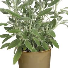 Image result for Salvia officinalis