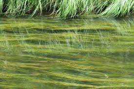 Attēlu rezultāti vaicājumam “Cladophora glomerata”