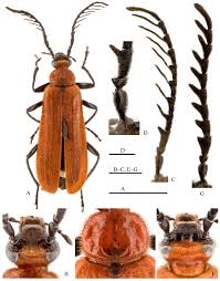 Attēlu rezultāti vaicājumam “Pyrochroidae imago”