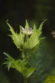 Attēlu rezultāti vaicājumam “Cirsium oleraceum leaf”