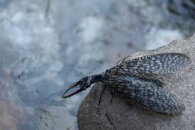 Attēlu rezultāti vaicājumam “Chortodes fluxa”