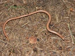 Attēlu rezultāti vaicājumam “Anguis fragilis adult”