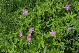 Attēlu rezultāti vaicājumam “Geranium palustre flower”