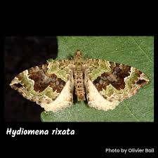 Attēlu rezultāti vaicājumam “Semioscopis oculella”