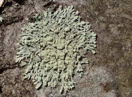 Attēlu rezultāti vaicājumam “Parmeliopsis ambigua”