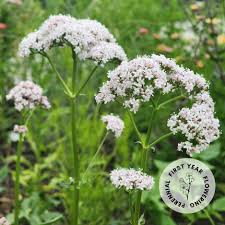 Attēlu rezultāti vaicājumam “Valeriana officinalis flower”