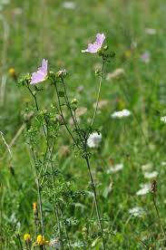 Image result for Malva moschata