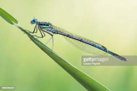 Attēlu rezultāti vaicājumam “Platycnemis pennipes”