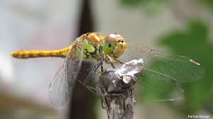Attēlu rezultāti vaicājumam “Sympetrum vulgatum male”