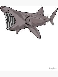 Image result for Cetorhinus maximus