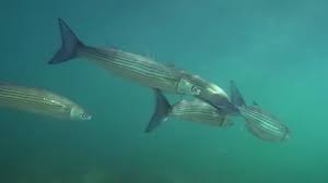 Image result for Liza aurata